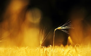 shallow photography on yellow grain during daytime HD wallpaper